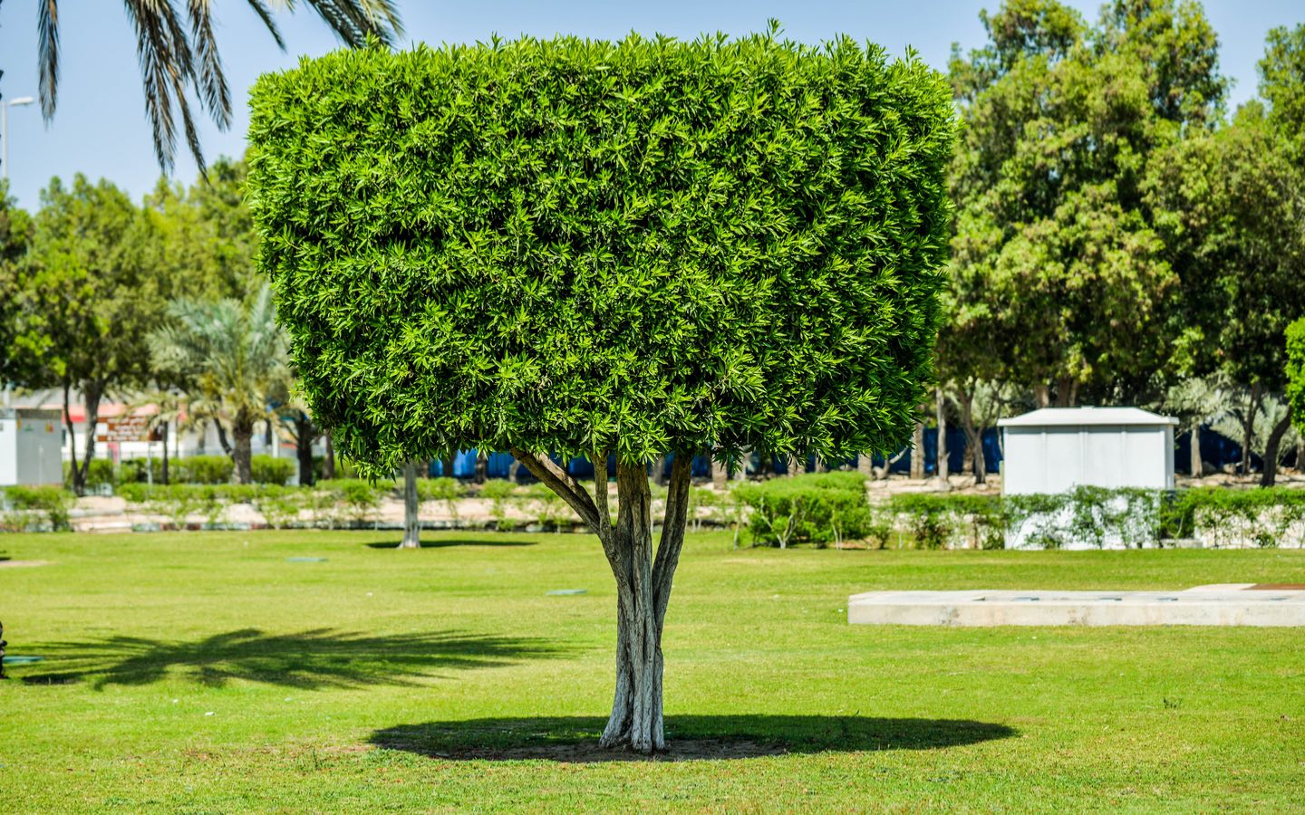 حدائق بالقرب من شارع حمدان