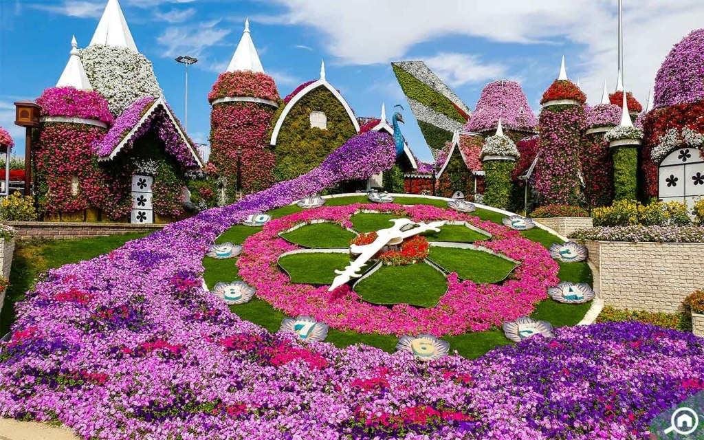 Dubai Miracle Garden floral clock