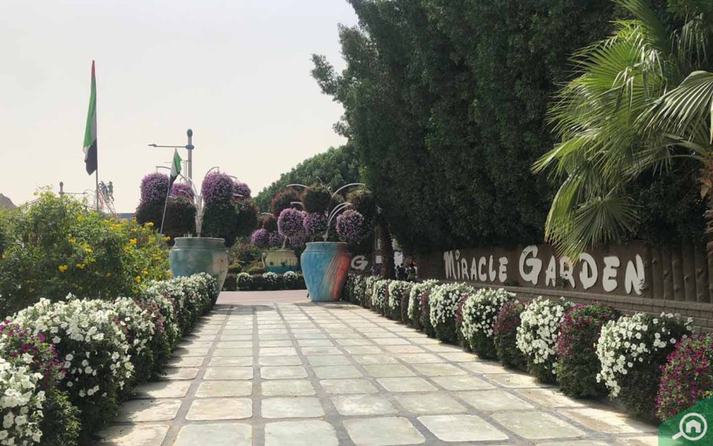 dubai miracle garden in al barsha south