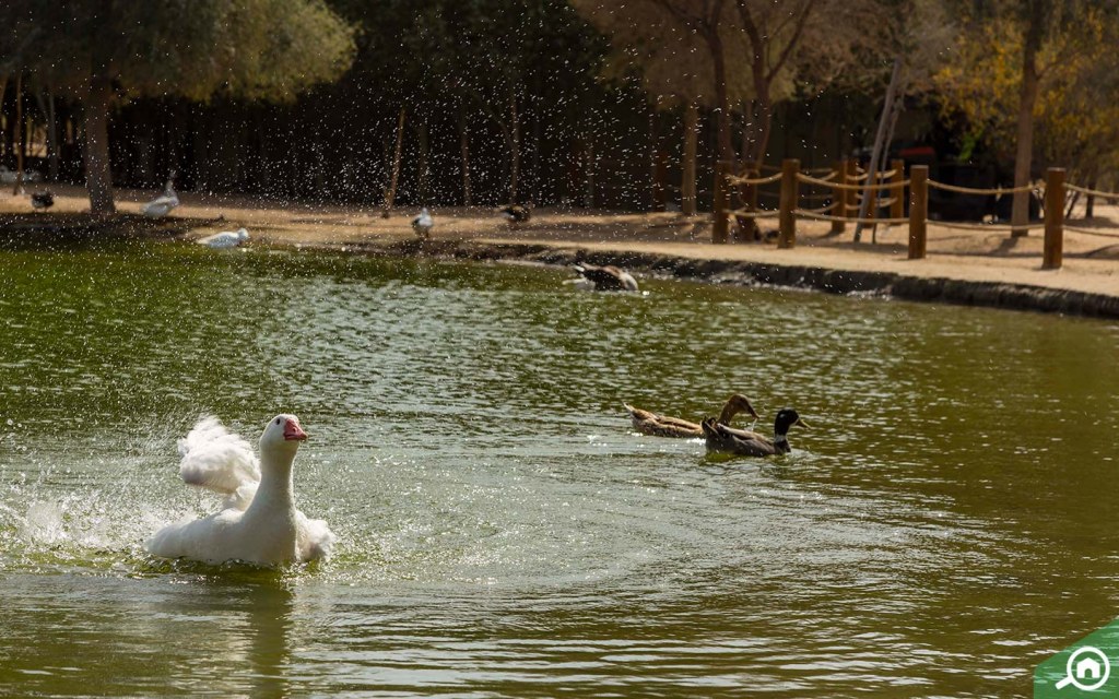 Swan Lake Al Qudra | Aknan Villas nearby landmarks
