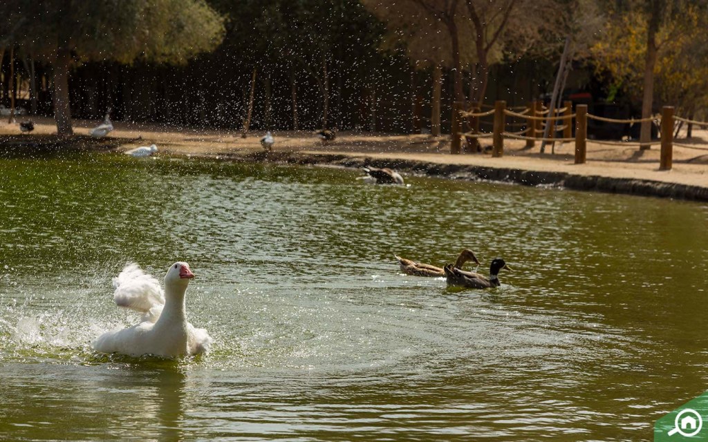 AL Qudra Lake  Swan Lake