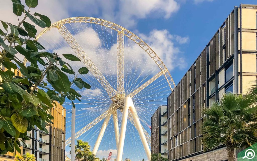 Ain dubai observation wheel frontal view