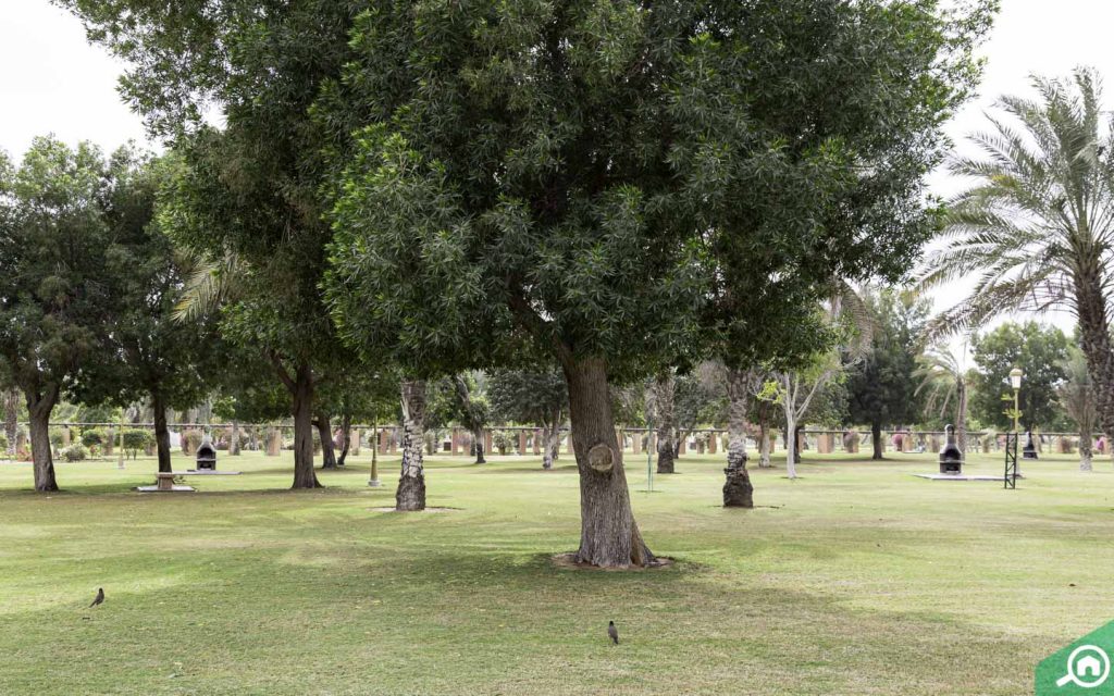 trees in Sharjah National Park