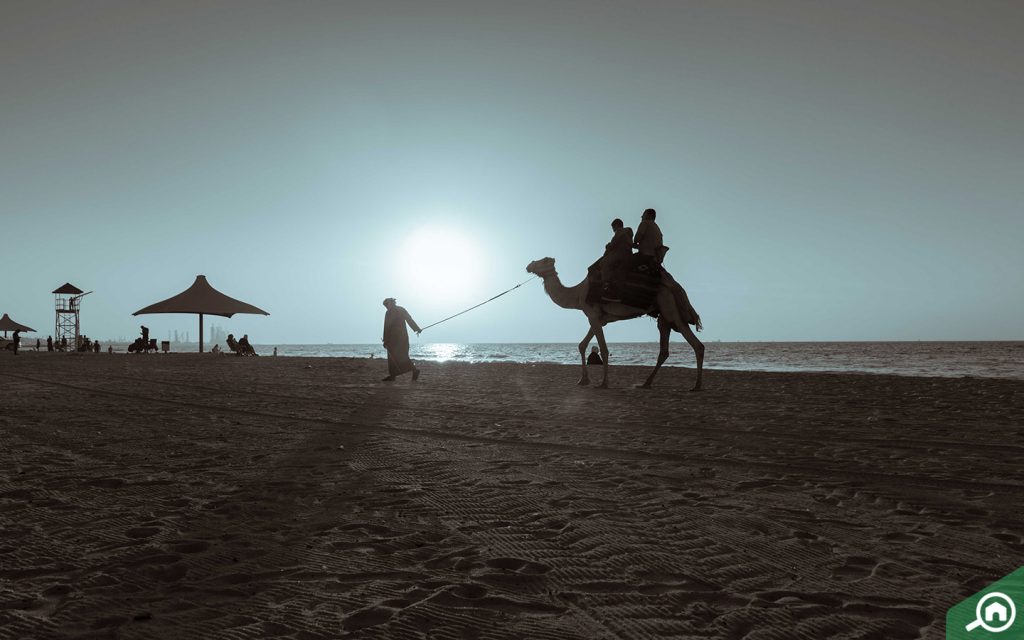 ajman beach camel ride