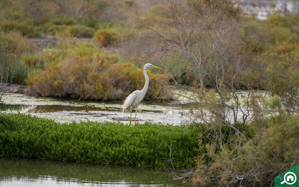 flamingo in ras al khor sanctuary
