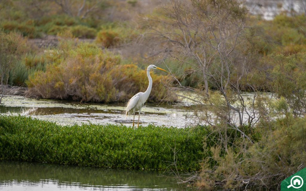 birds in ras al khor sanctuary