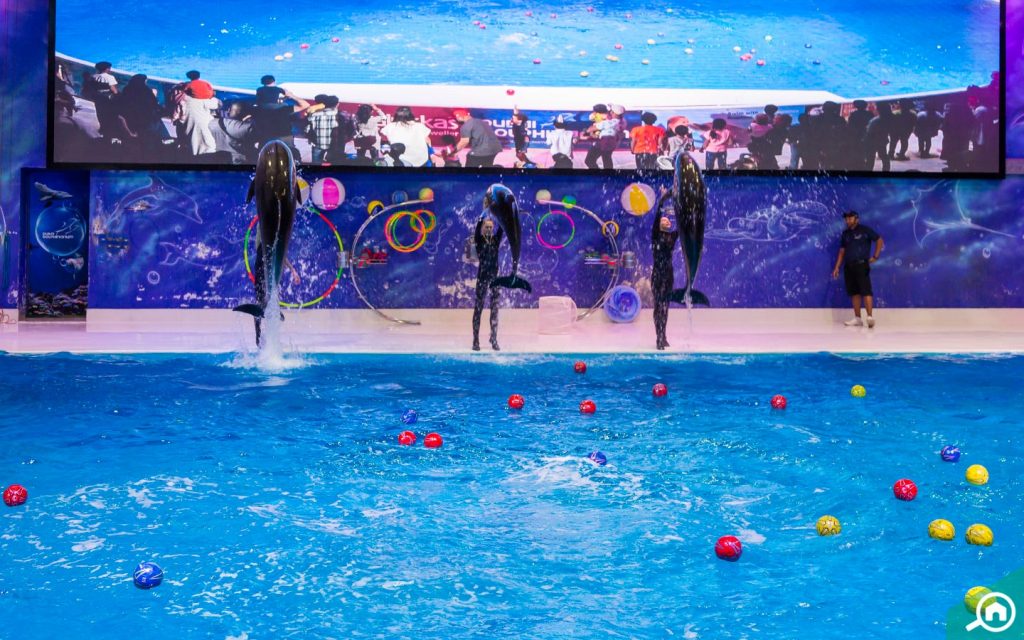A view of a Dolphin show