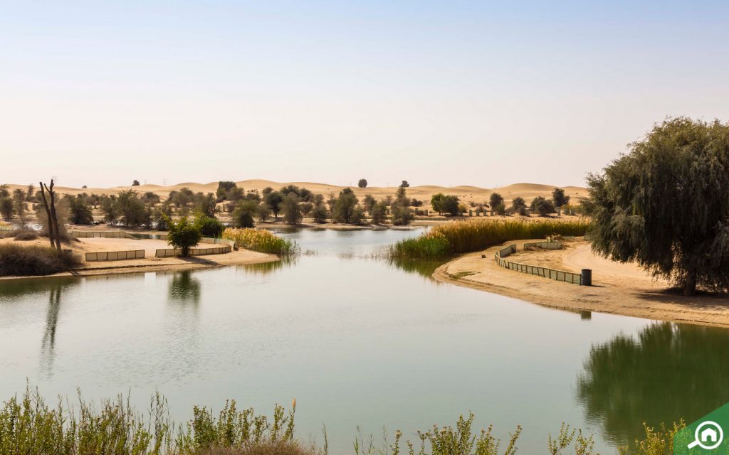 Al Qudra Lake