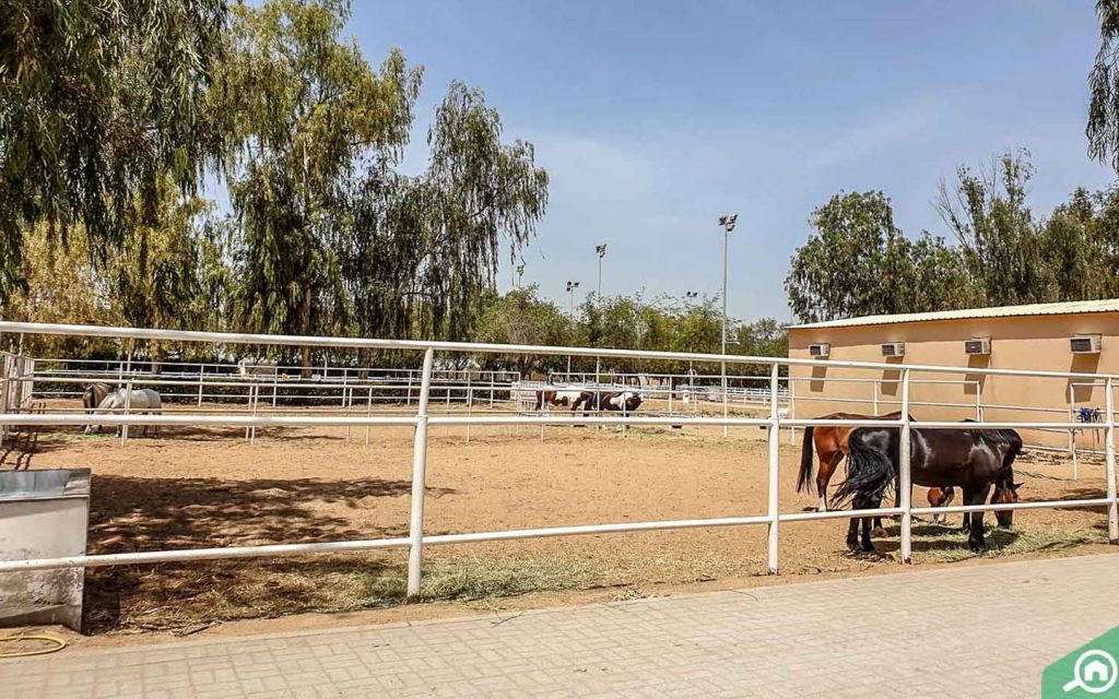 نادي الشارقة للفروسية والسباق