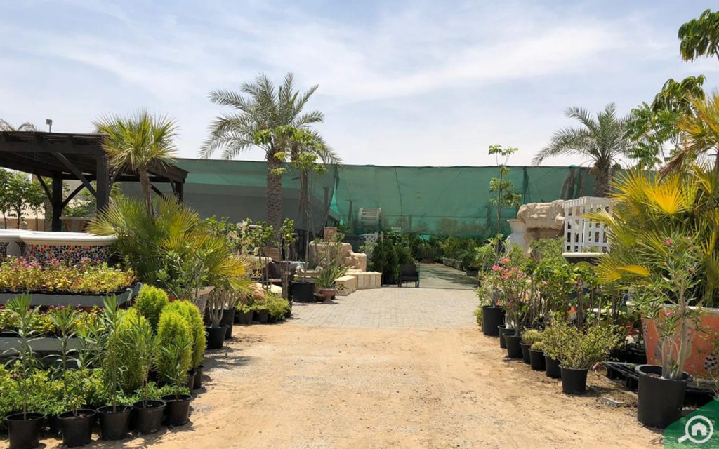 Dubai Plant Souq in Al Warsan 3