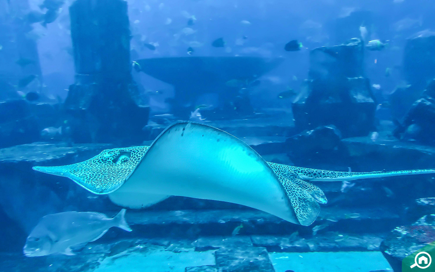 marine life at Lost Chambers Aquarium