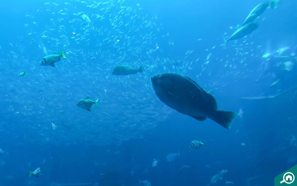 The Lost Chambers Aquarium