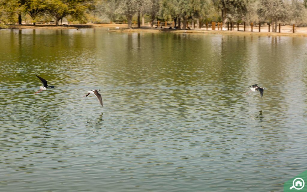 al qudra lake near bait al aseel akoya oxygen